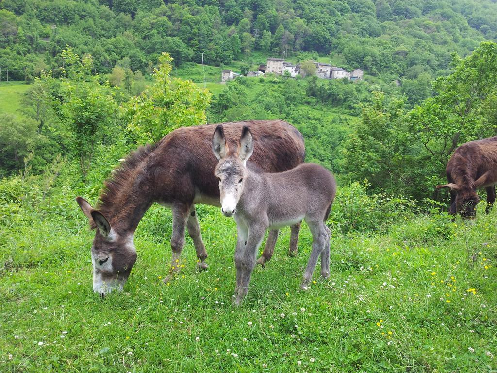 Cà Sonino Bettola (Emilia-Romagna)